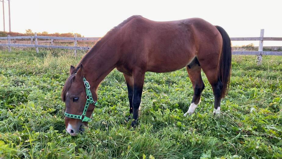 Image principale de l'article Un poney aveugle cherche une famille généreuse