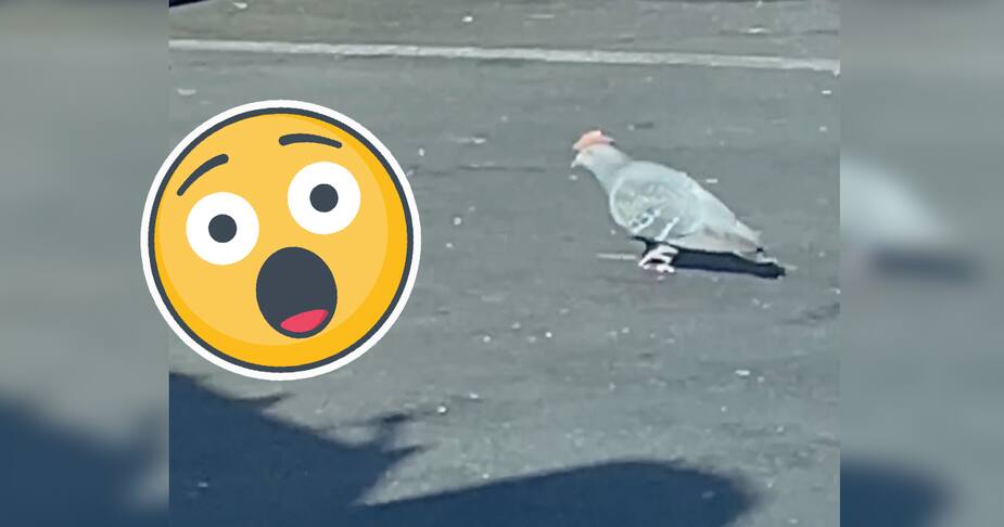 Image principale de l'article Quelqu'un met des chapeaux sur la tête des pigeons