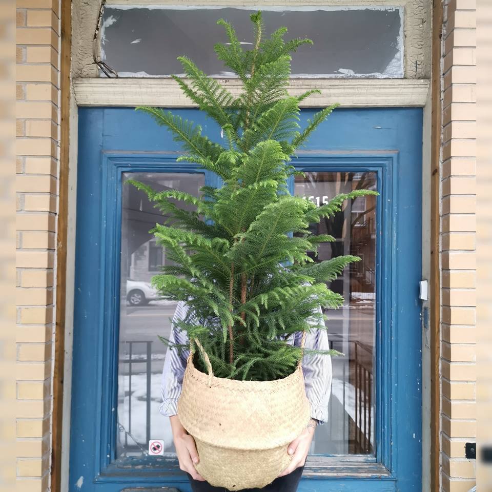 Voici où acheter le fameux pin de Norfolk 