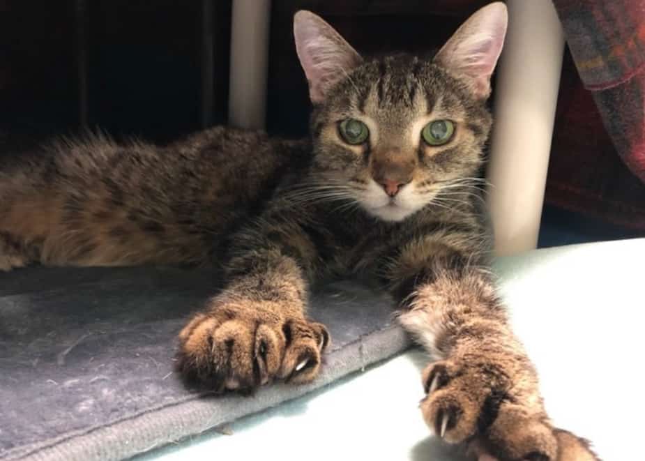 Image principale de l'article SPCA de Montréal : Pinpin cherche une famille
