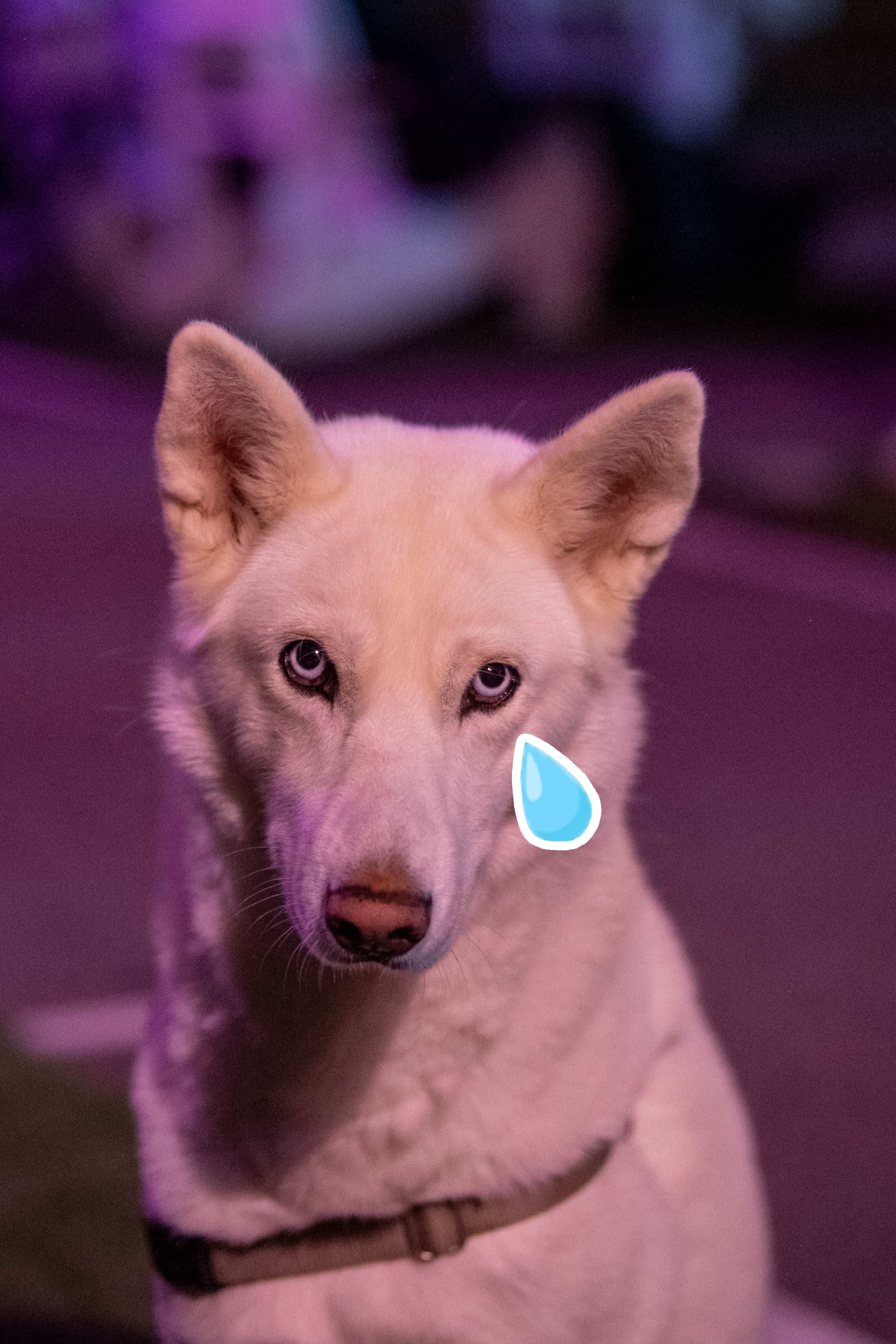 Abandonner son chien pour garder son cellulaire?