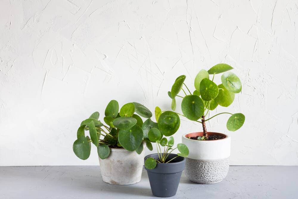 10 Plantes D Interieur Parfaites Pour Ceux Qui N Ont Pas Le Pouce