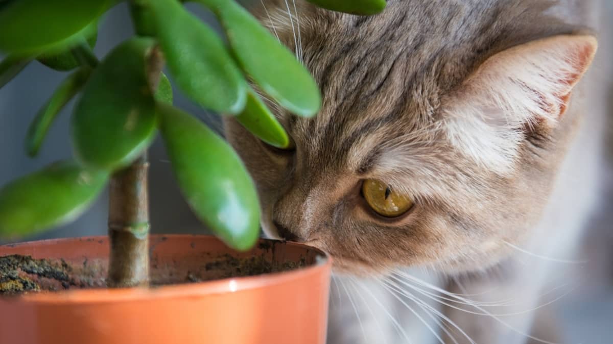 8 Plantes Toxiques Pour Votre Animal De Compagnie Salut Bonjour 8 Plantes Toxiques Pour Votre Animal De Compagnie Salut Bonjour