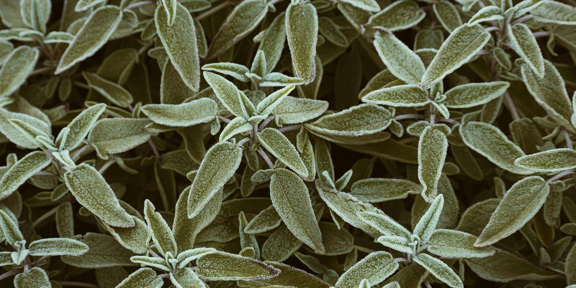 10 plantes pour chasser les moustiques 