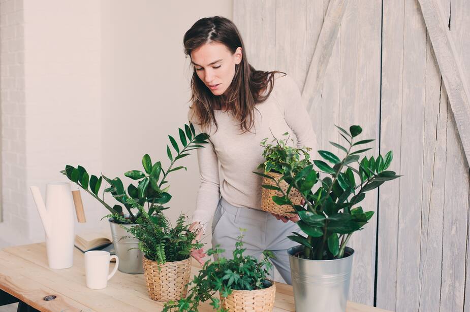 Image principale de l'article Rentrer ses plantes à l'intérieur tout en douceur