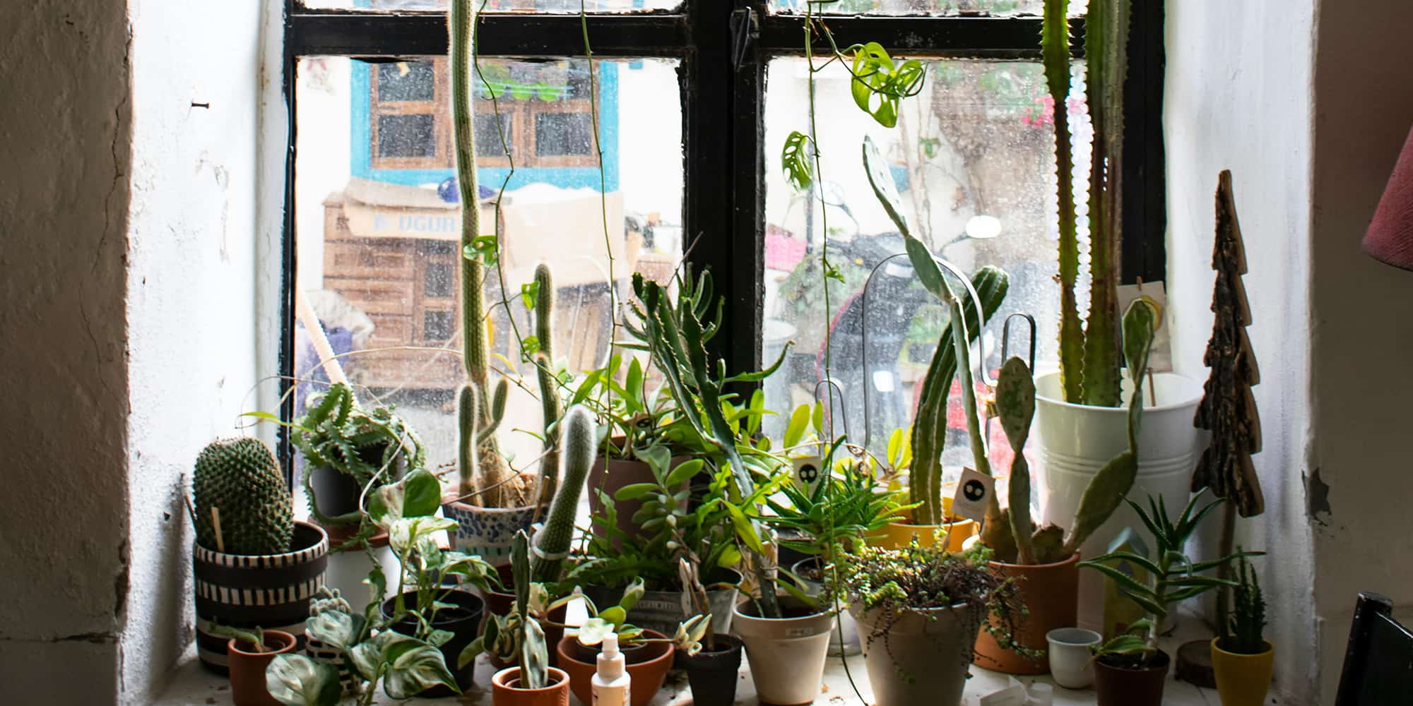 Comment garder ses plantes en vie durant l'hiver?