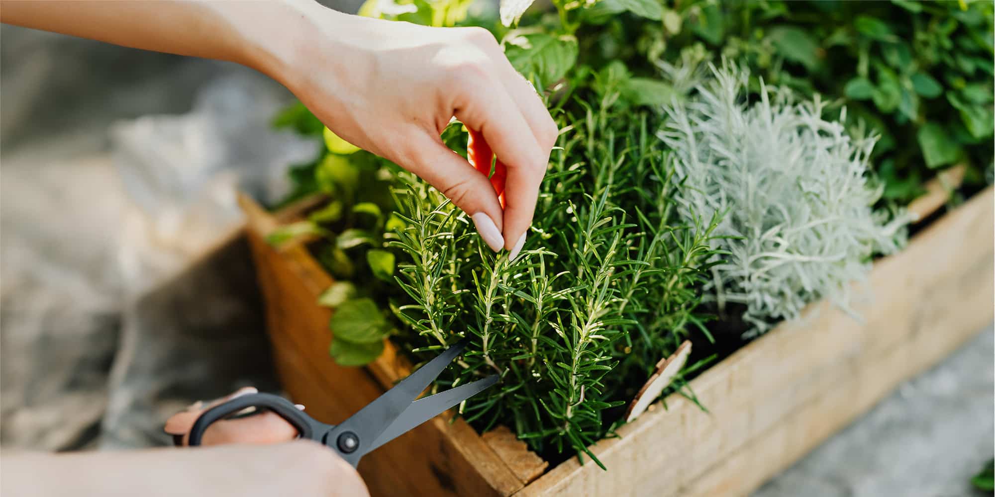 10 plantes pour éloigner les tiques du jardin