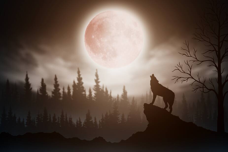 Image principale de l'article 5 choses à savoir sur la pleine lune des loups