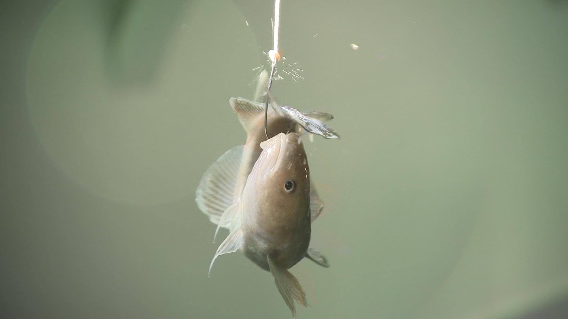 Dans Une Citrouille Y Avait Un Poisson Volant La Saison De La Peche Aux Poissons Des Chenaux Est Lancee Tva Nouvelles