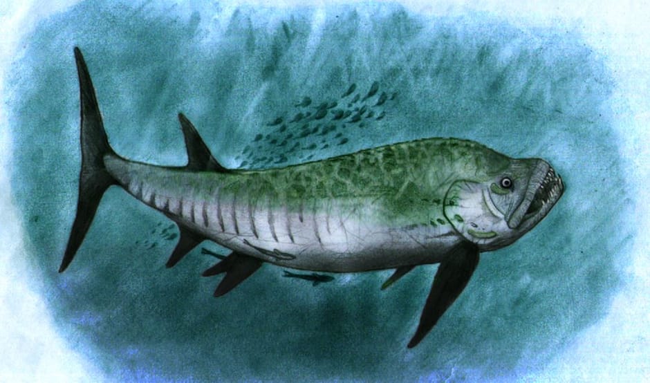 Poisson Geant Découverte d'un fossile de poisson géant de 70 millions d'années | TVA ...
