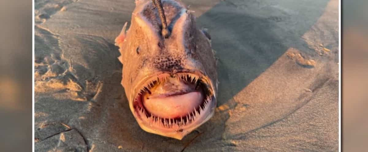 D’effrayants poissons s’échouent sur des plages californiennes