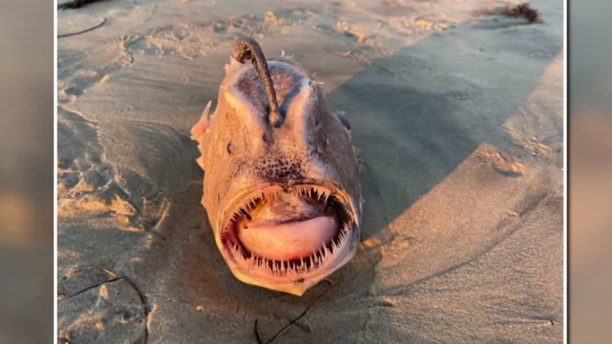 D’effrayants poissons s’échouent sur des plages californiennes