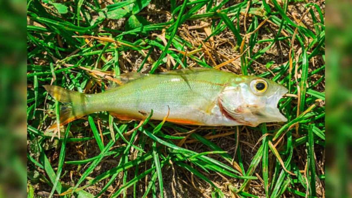 Peixe que caiu do céu no Texas Peixe que caiu do céu no Texas