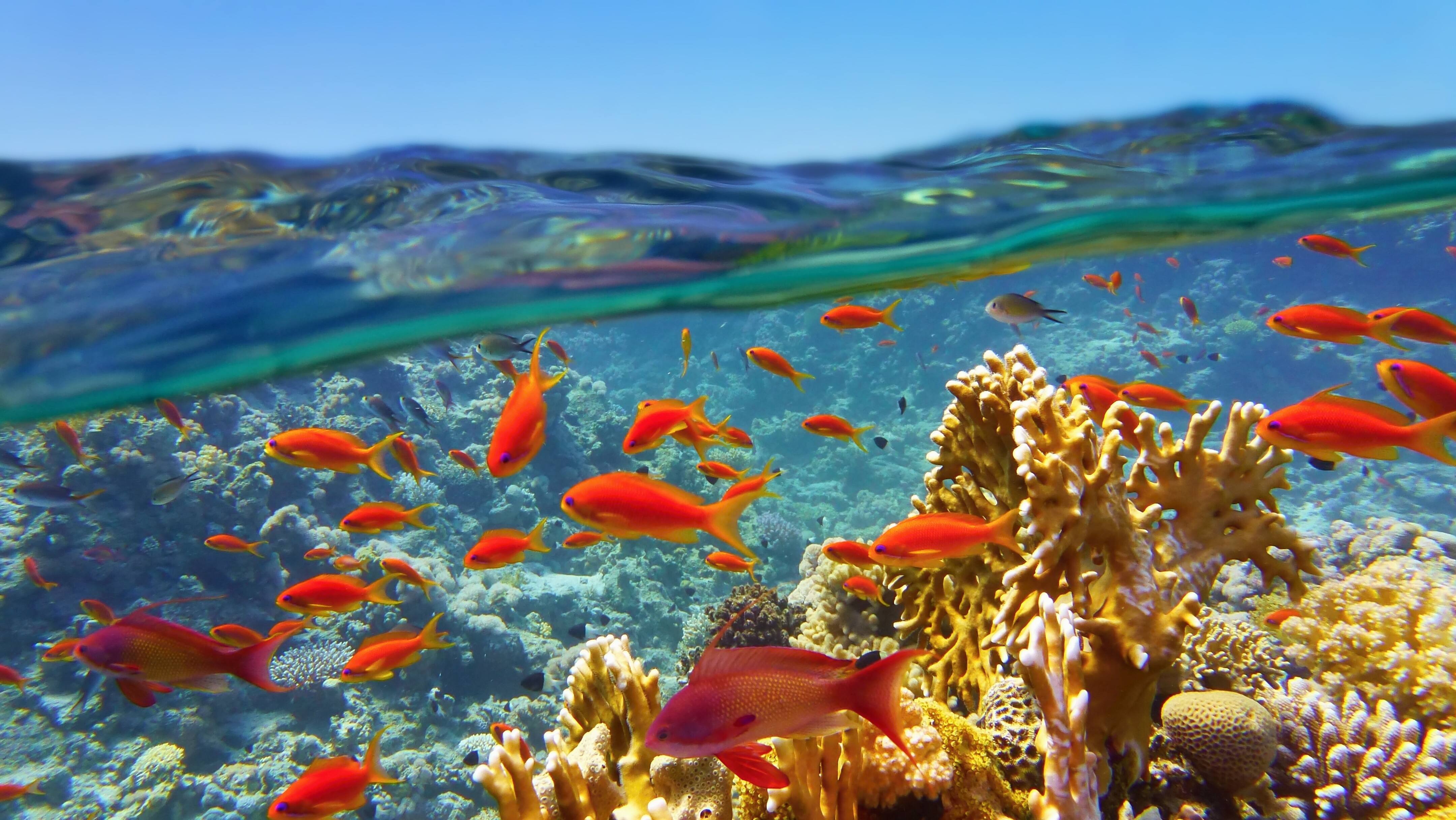 12 poissons d&rsquo;avril 2022 qu&eacute;b&eacute;cois plut&ocirc;t rigolos