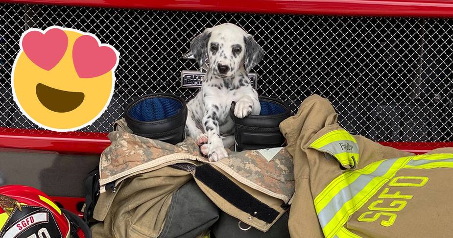 Image principale de l'article Ce chien est un pompier et il s’appelle Marshall