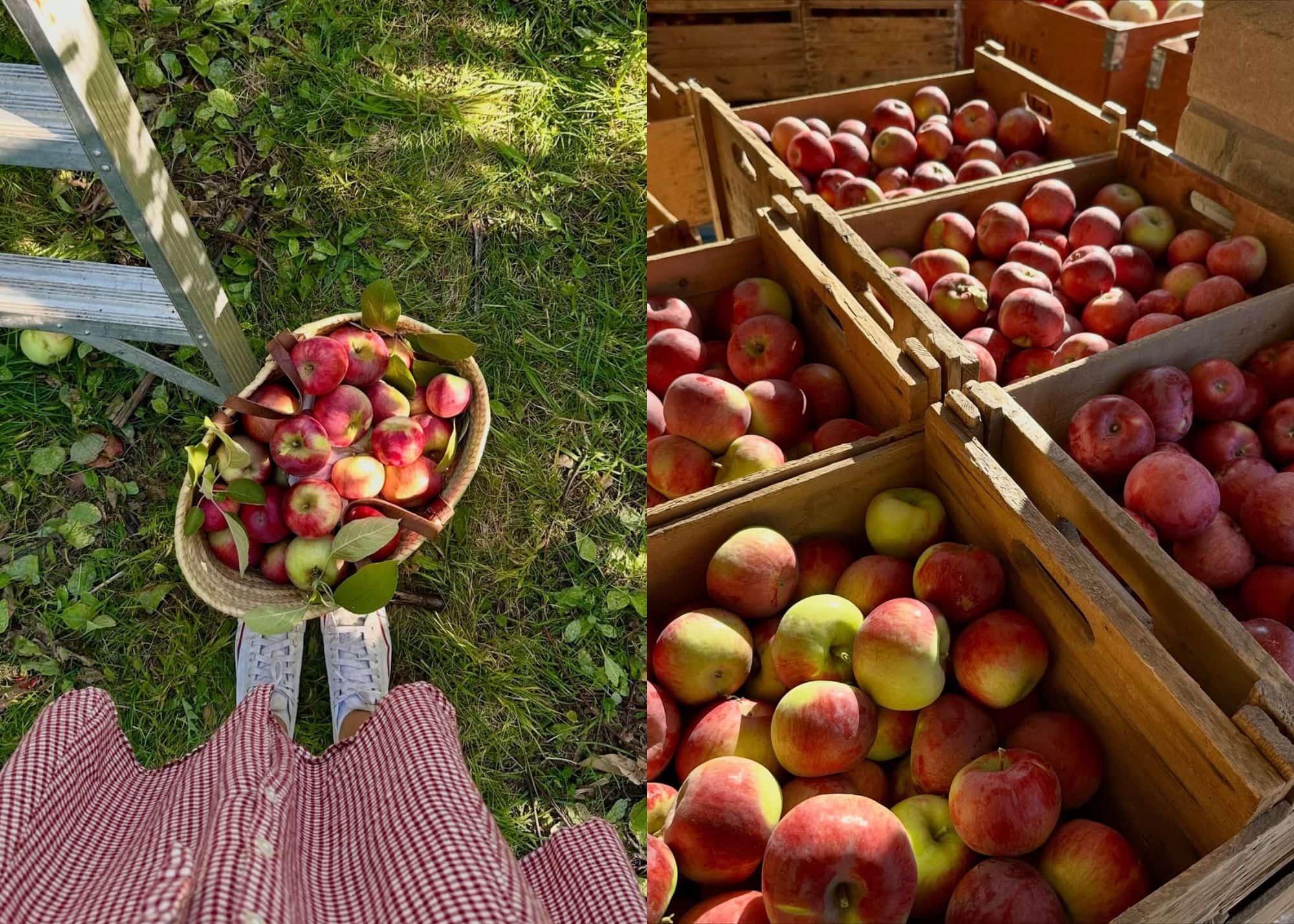 Image principale de l'article L’autocueillette de pommes débute déjà à ce verger
