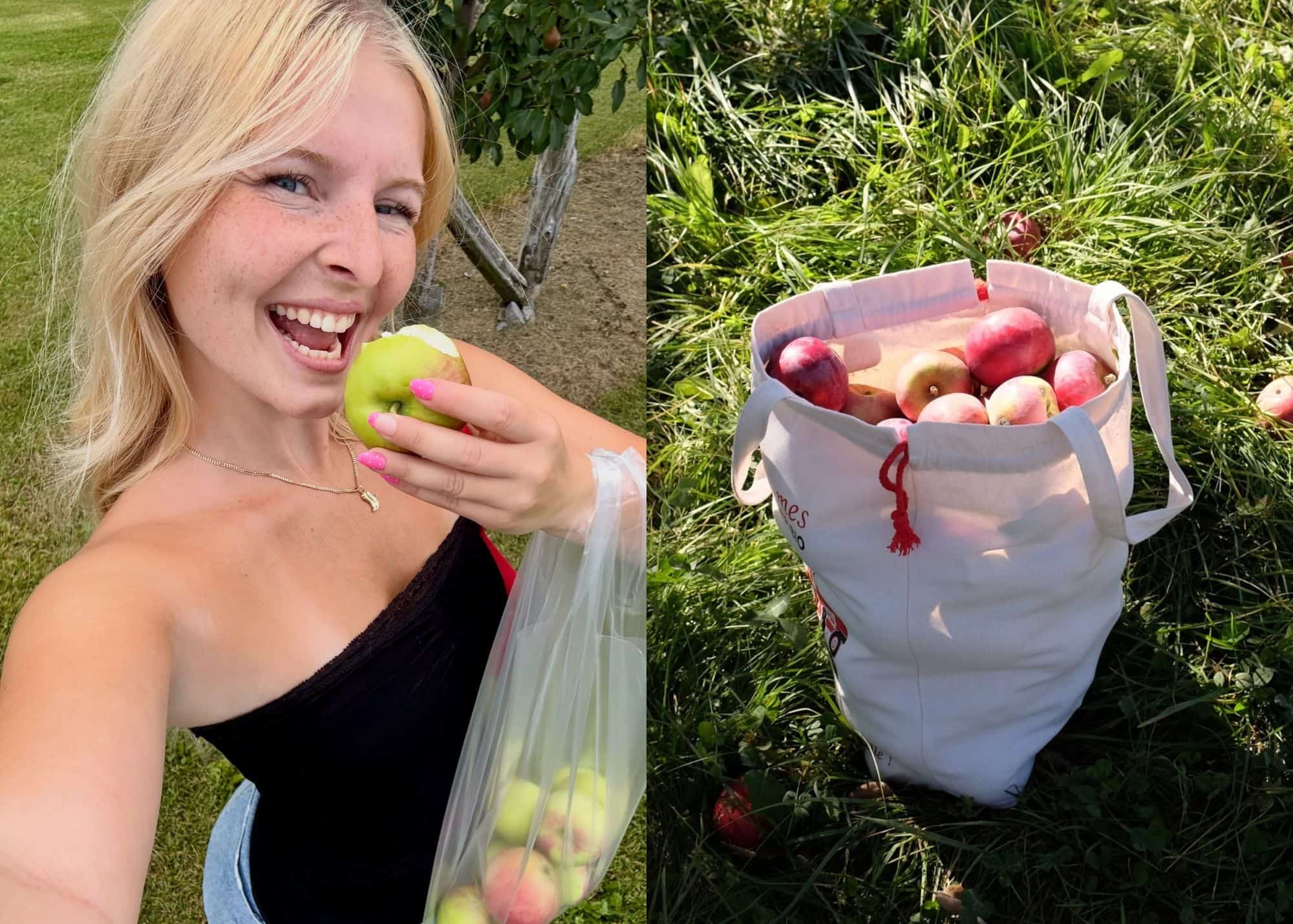 Image principale de l'article Les 15 meilleurs vergers où cueillir des pommes