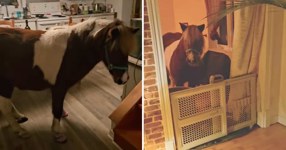 Une Québécoise a construit un enclos pour son poney dans une chambre de sa maison