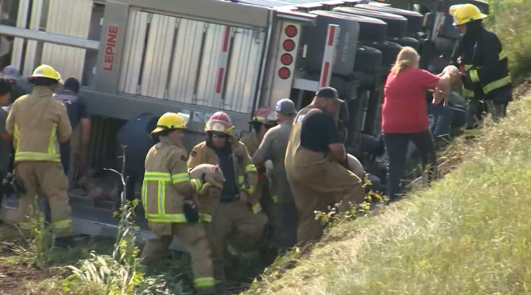 EN IMAGES | Un camion transportant 1300 porcelets se renverse à L’Isle-Verte