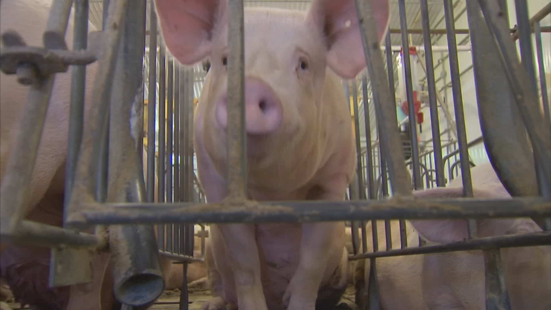 Des citoyens s&rsquo;opposent &agrave; un m&eacute;ga projet de porcherie