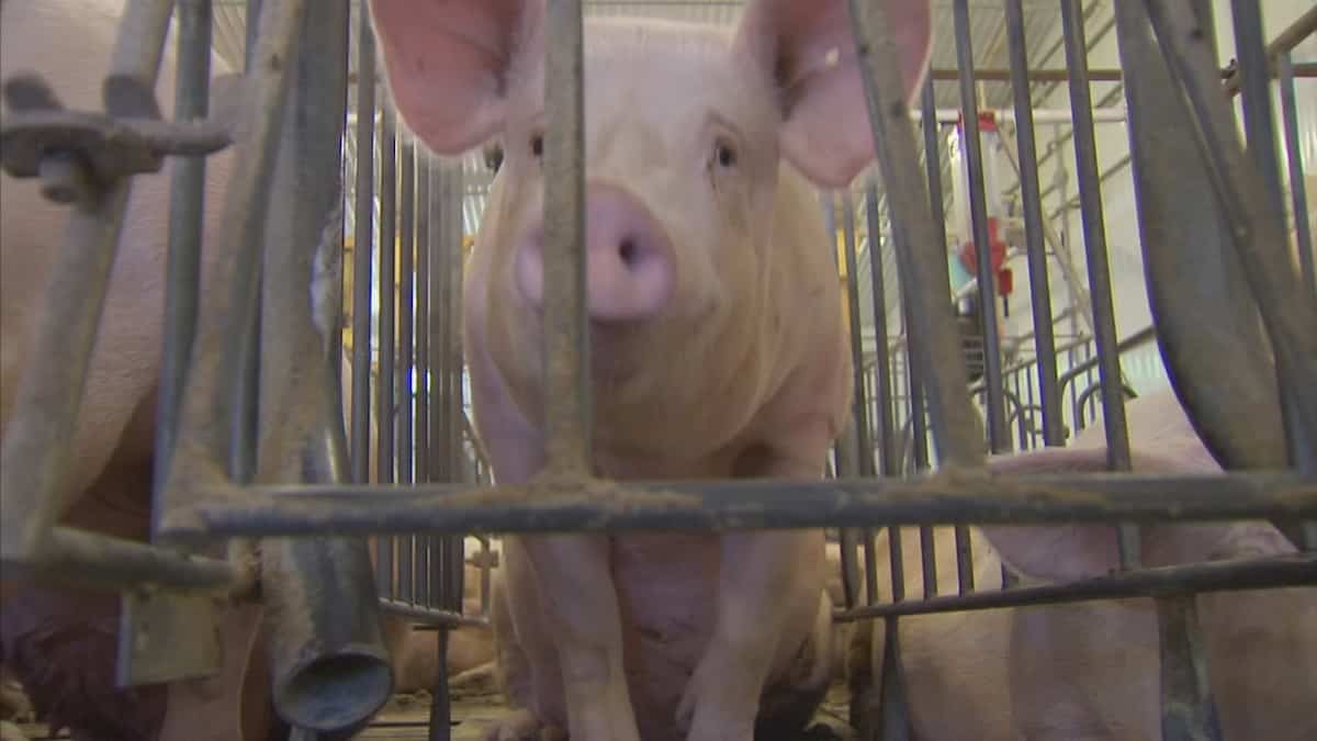 Des citoyens s’opposent à un méga projet de porcherie