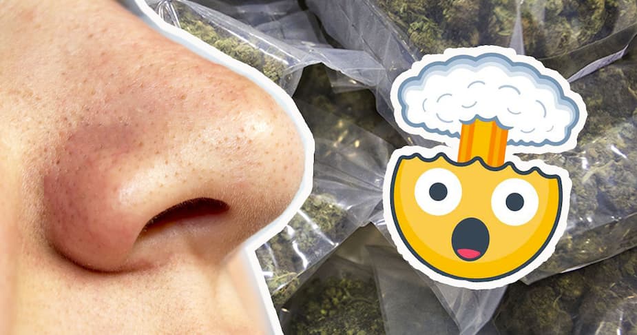 Image principale de l'article 18 ans avec un sachet de «pot» coincé dans le nez