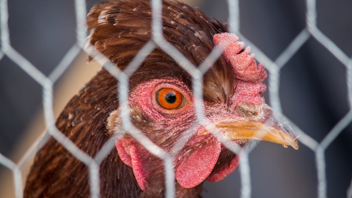 Abattage de 18 millions de volailles en Italie