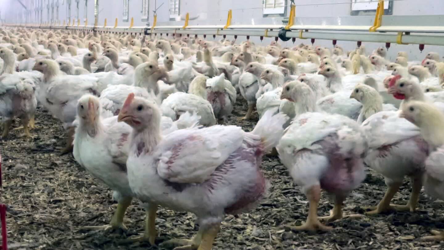 Pénurie d’attrapeurs de poulets: 100 000 oiseaux par jour bientôt euthanasiés? Pénurie d’attrapeurs de poulets: 100 000 oiseaux par jour bientôt euthanasiés?
