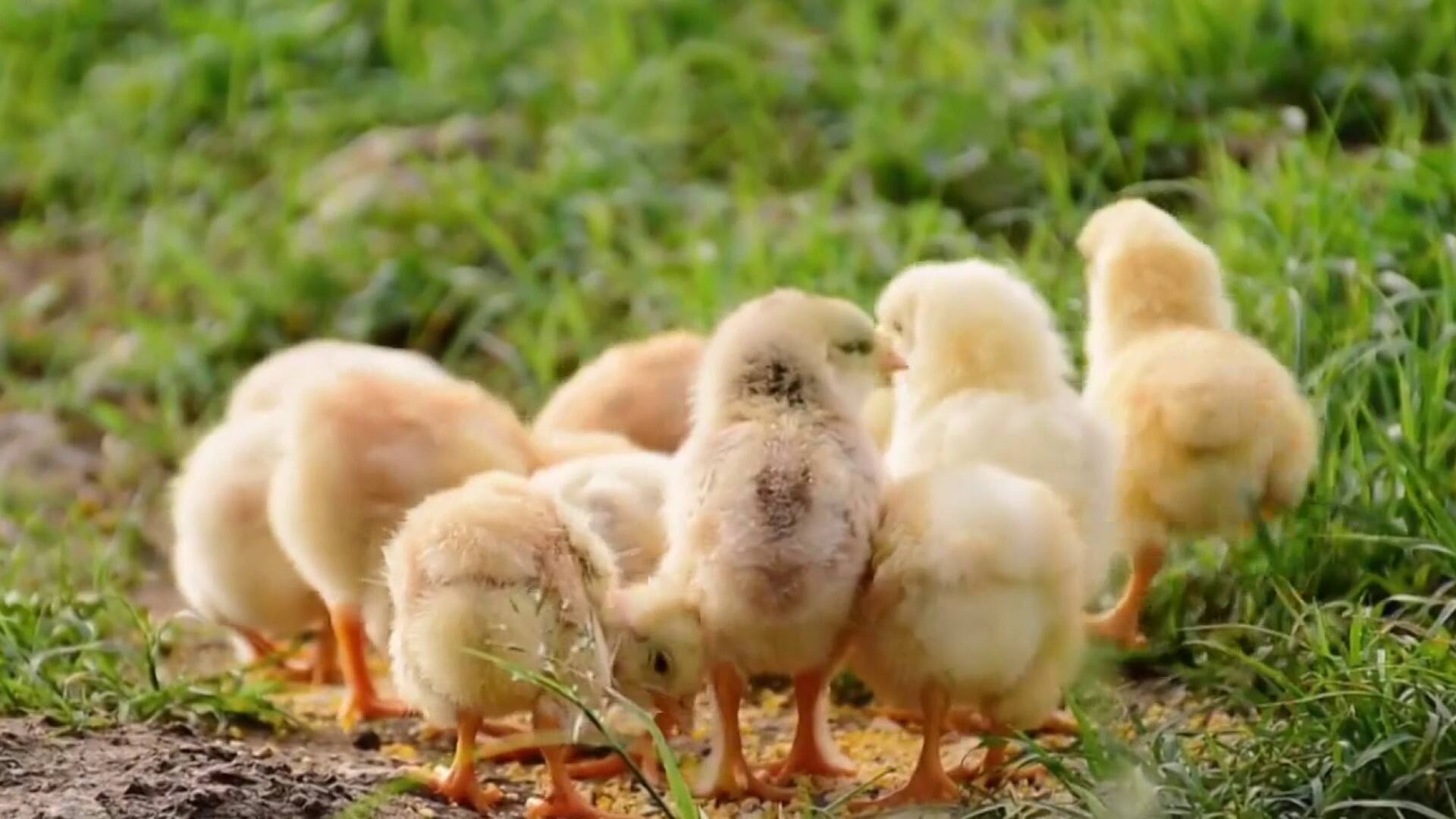 Pourquoi les poussins sont-ils jaunes?