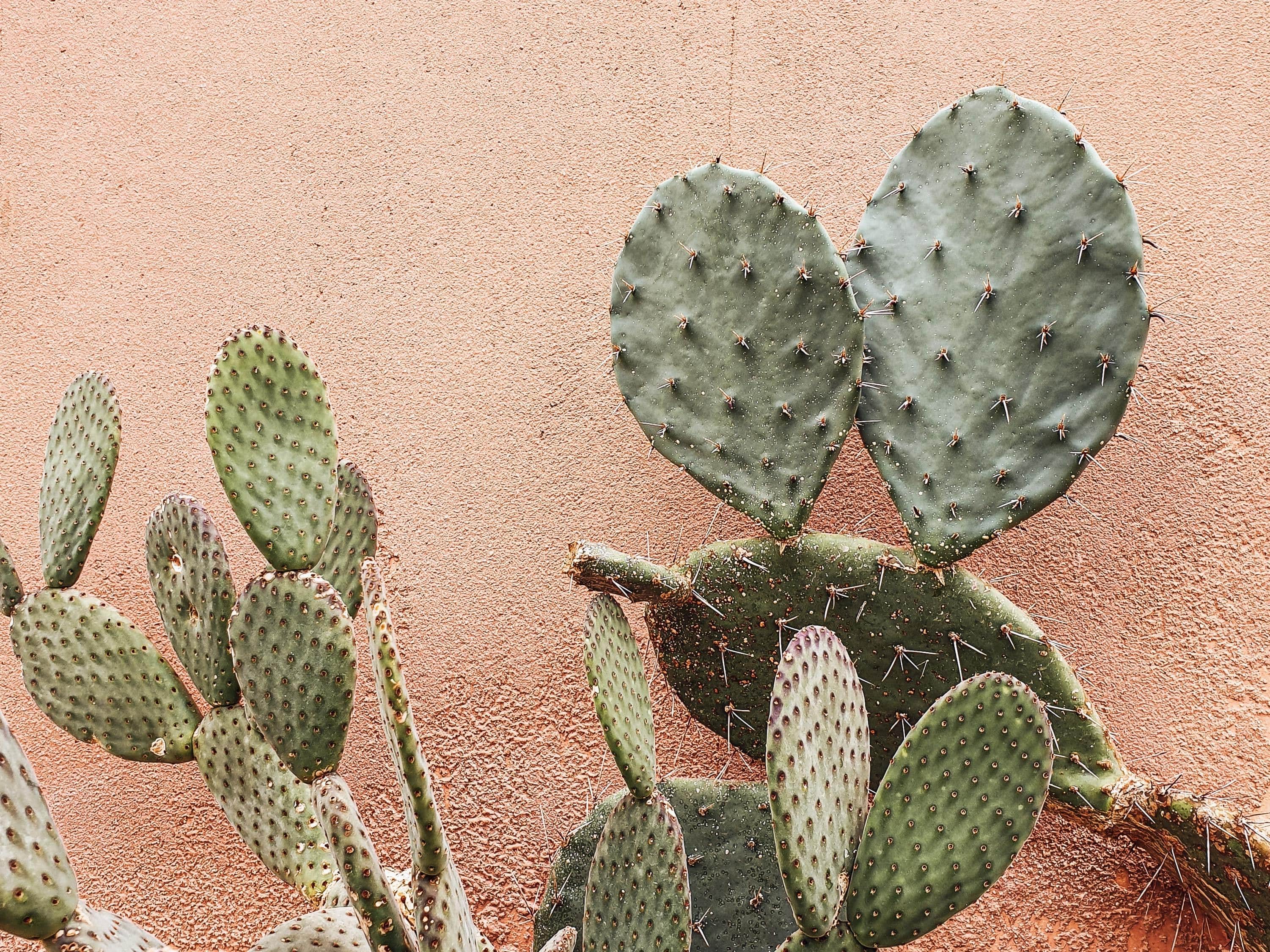 10 boutiques en ligne pour les fous des plantes