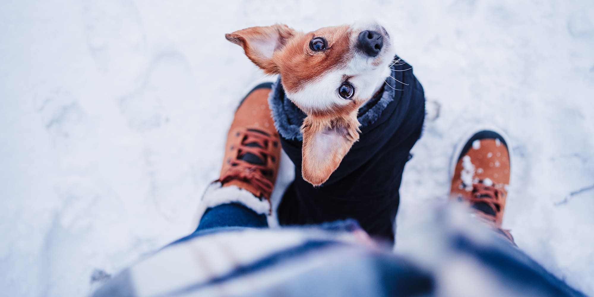 Comment protéger son chien lors des grands froids?