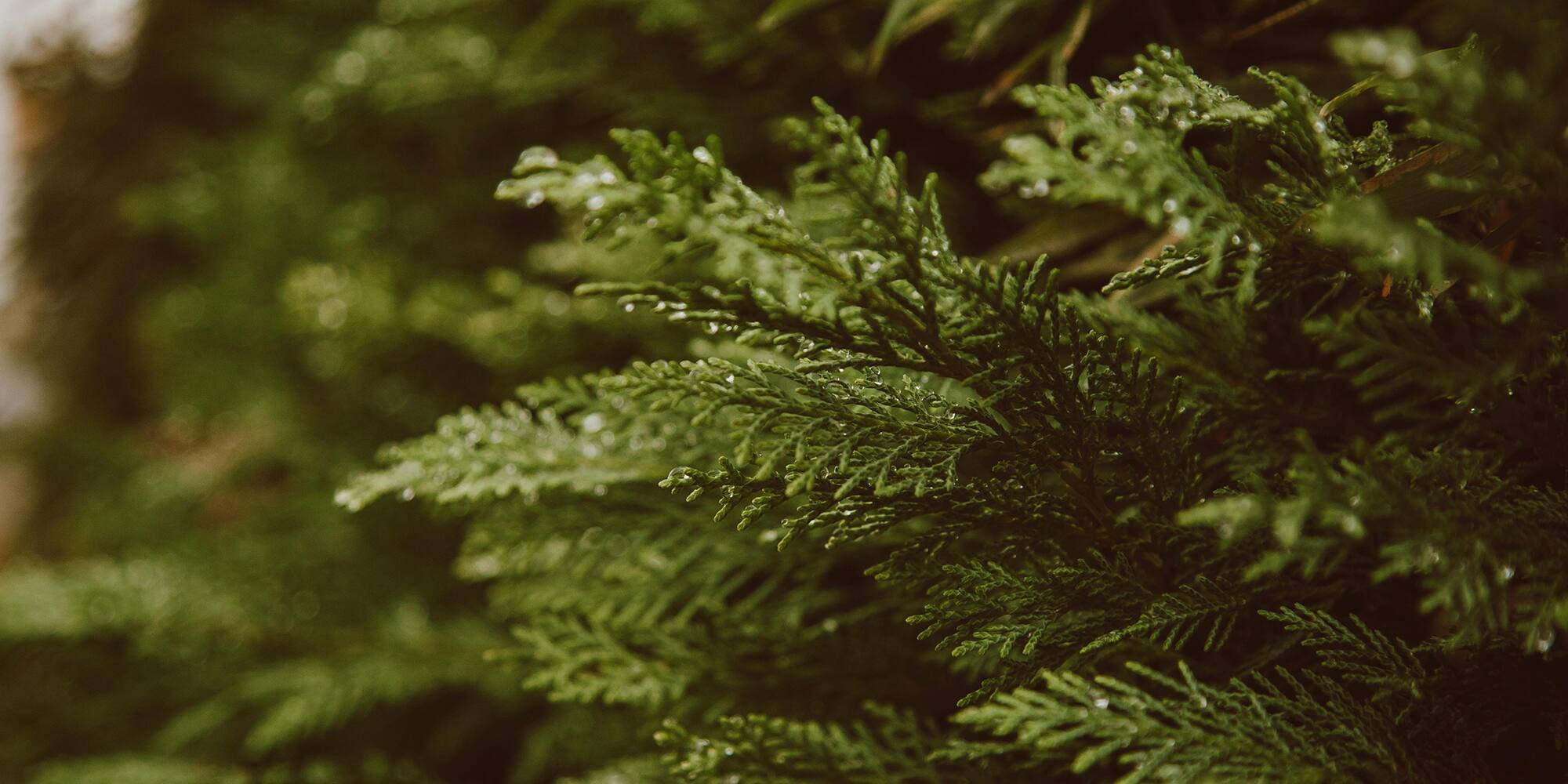 Que faire dans le jardin en novembre?