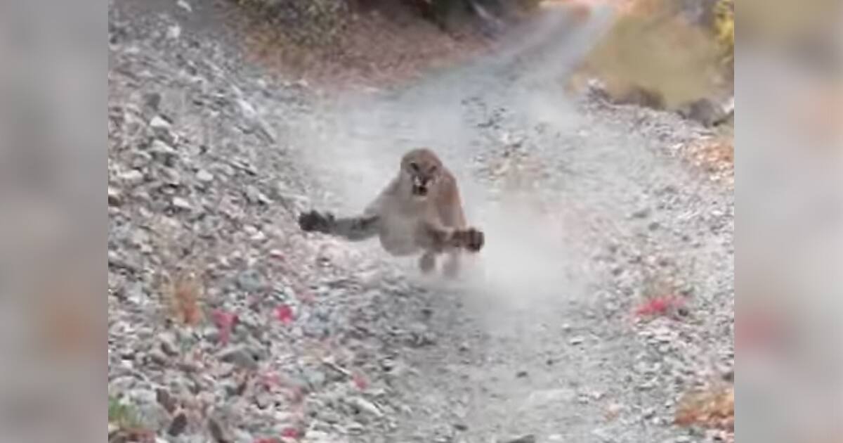 Pourchassé par un puma pendant 6 longues minutes
