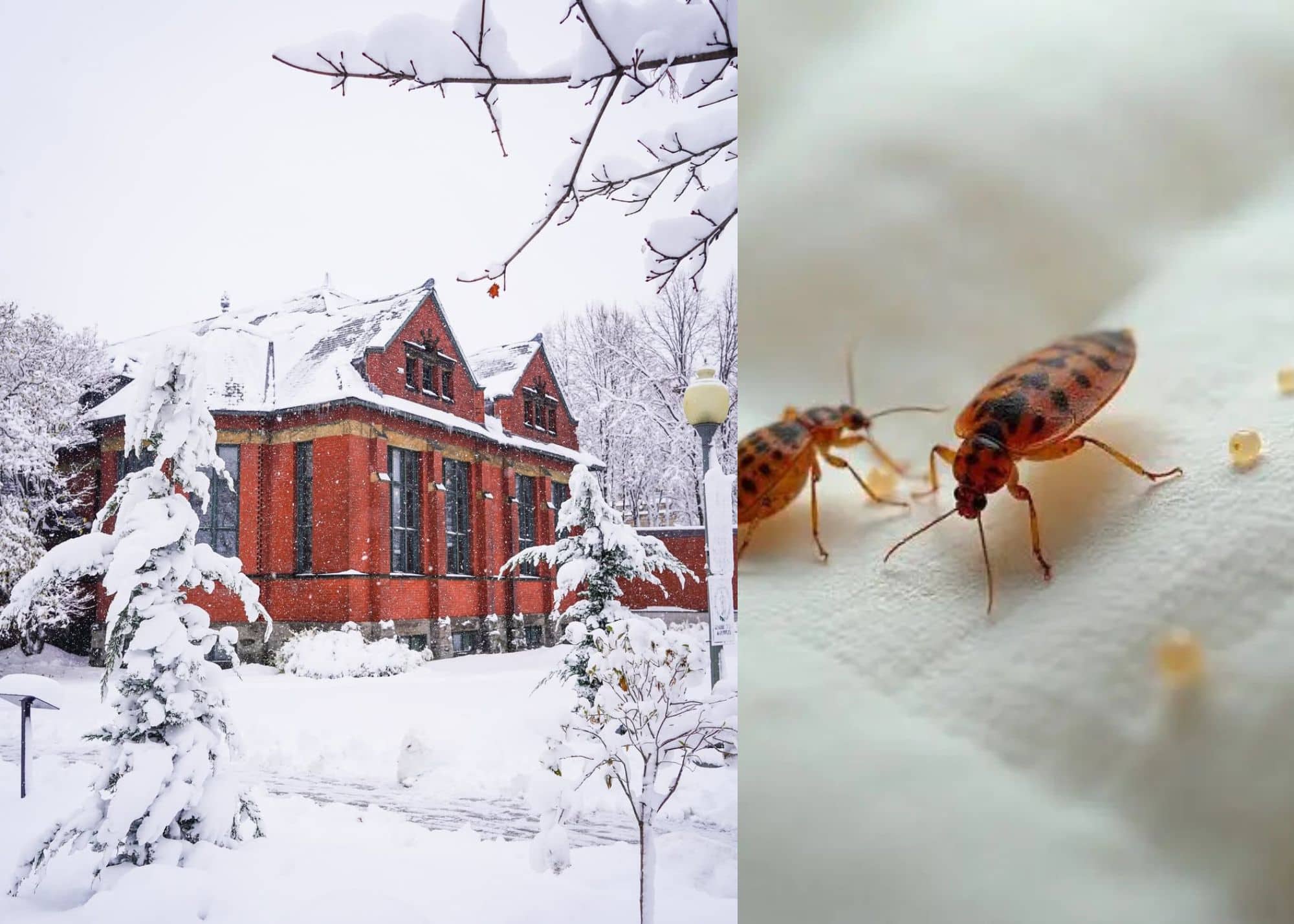 Cette bibliothèque de Mtl a des punaises de lit