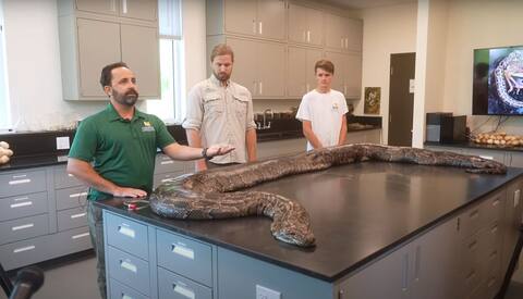 Five meter python caught in Florida