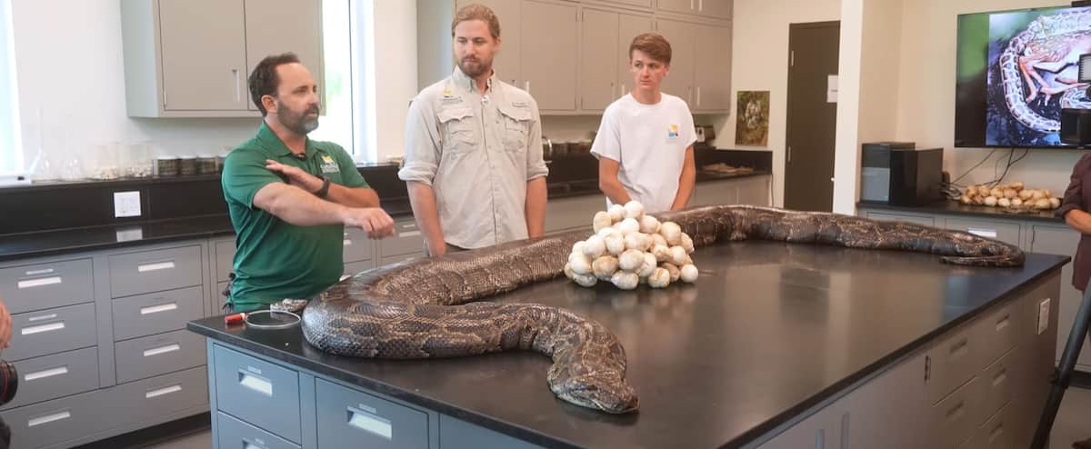 Five meter python caught in Florida Five meter python caught in Florida
