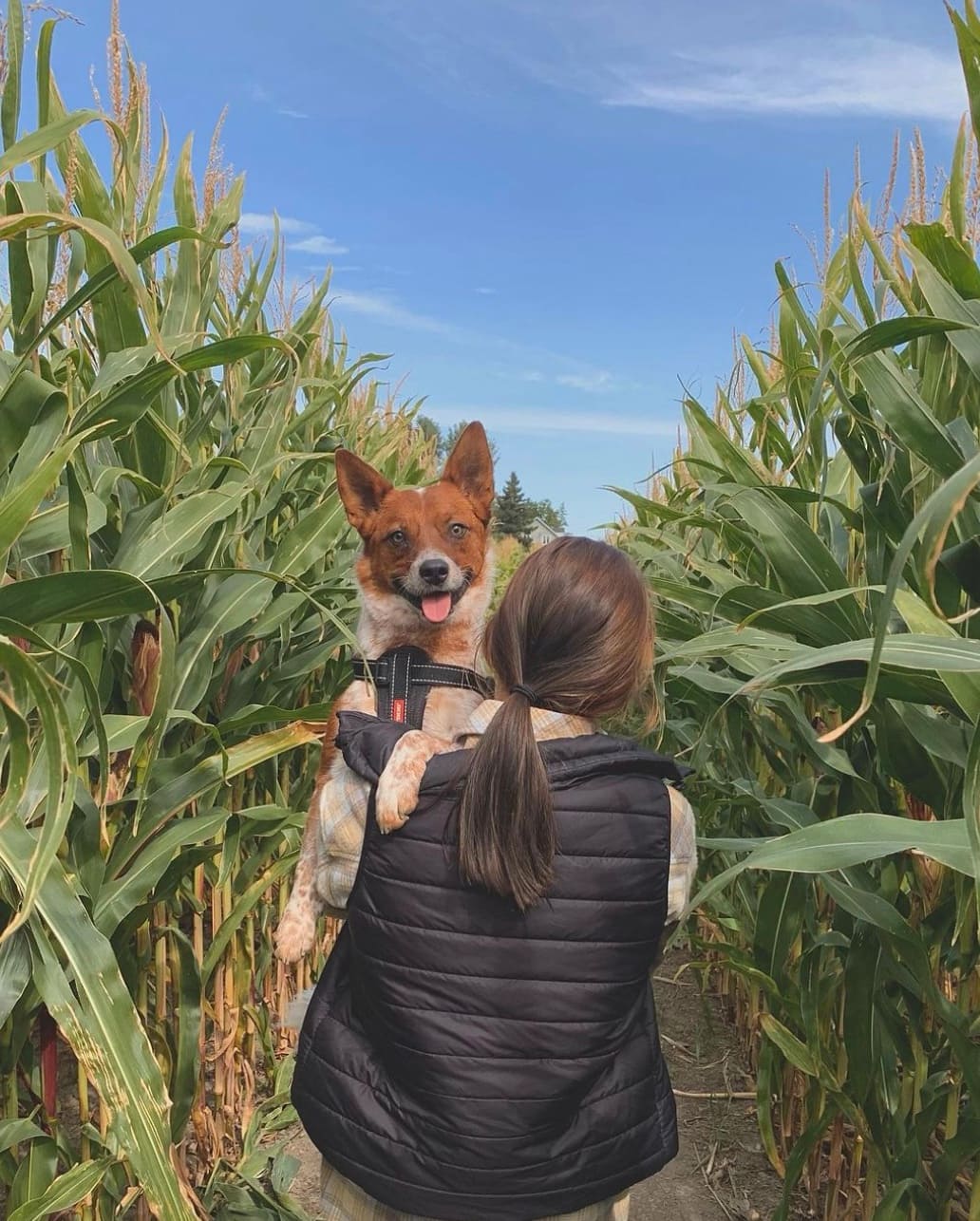 Visitez le plus grand labyrinthe de maïs au MONDE