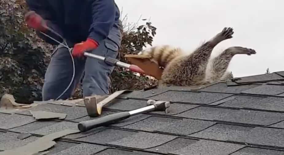 Image principale de l'article Un raton laveur reste coincé dans un toit