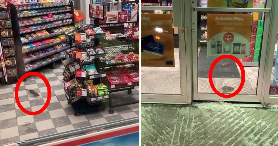 Image principale de l'article Des rats sèment la terreur dans le rack à bonbons