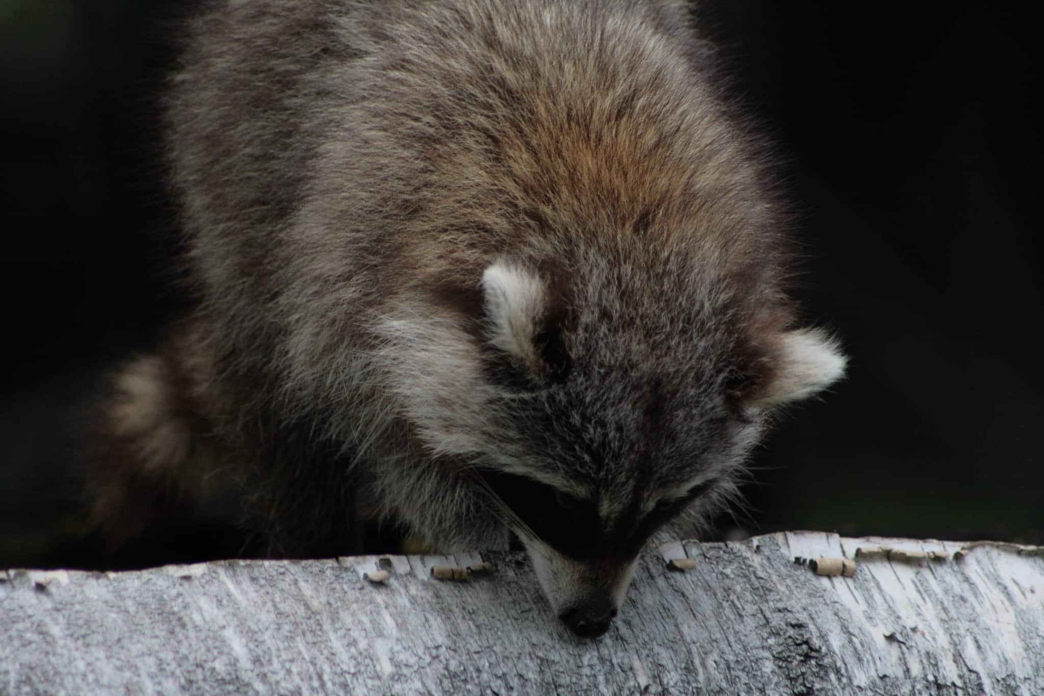 Des cas de rage du raton laveur détectés en Montérégie