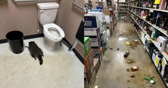 Complètement ivre, un raton laveur saccage un magasin d'alcool