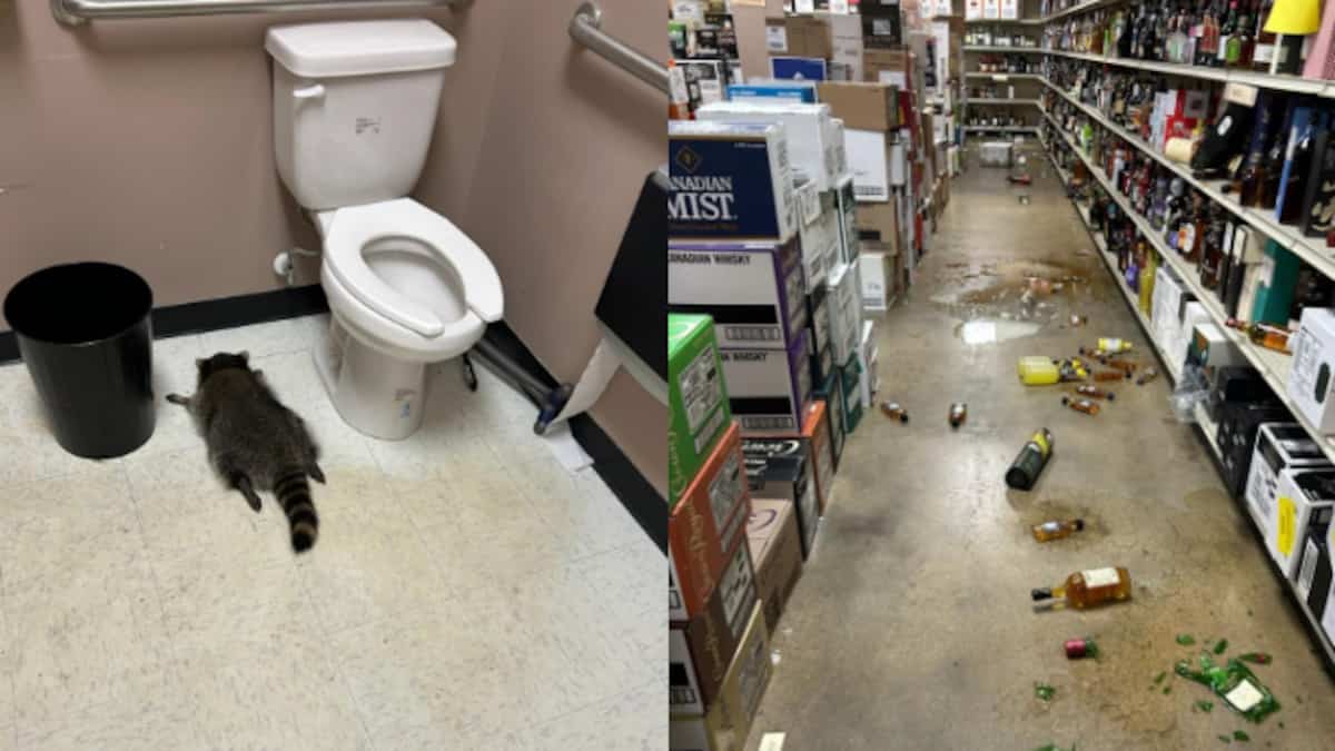 Complètement ivre, un raton laveur saccage un magasin d'alcool