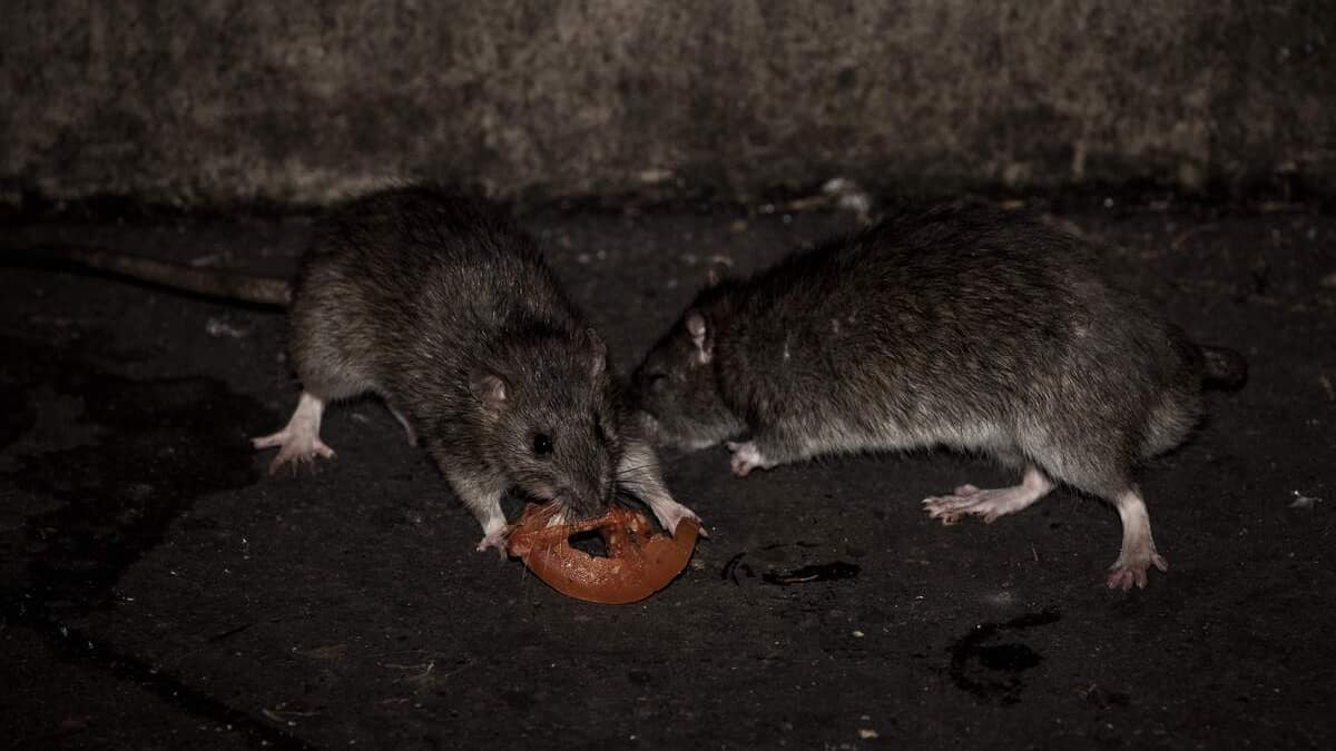 Pills to control New York's rat infestation? Pills to control New York's rat infestation?