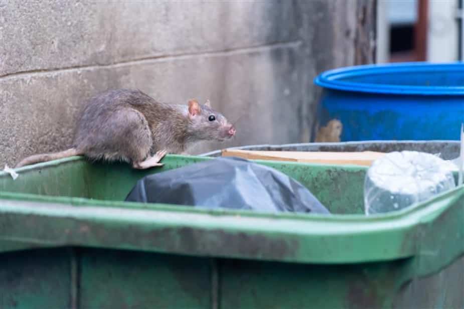 Quebec Rats Les rats se multiplient et sèment la terreur à Montréal | 24 heures