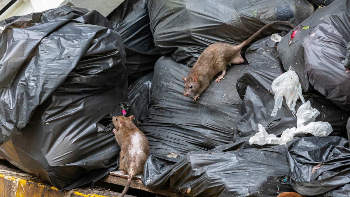 Quebec Rats Les rats se multiplient et sèment la terreur à Montréal | 24 heures