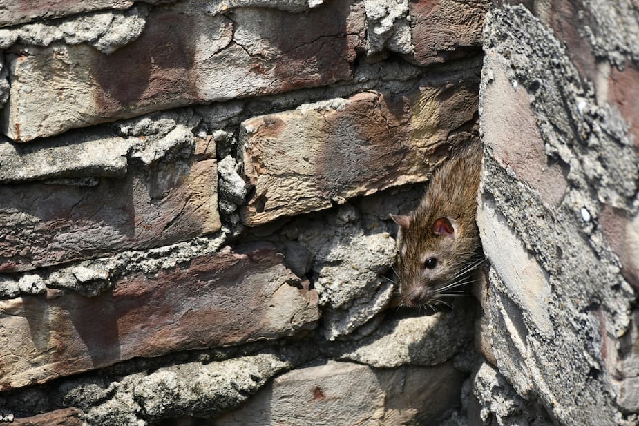 Quebec Rats Les rats se multiplient et sèment la terreur à Montréal | 24 heures