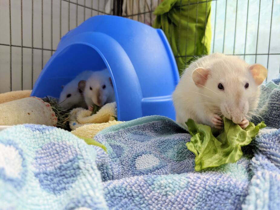 Image principale de l'article SPCA: ces trois rates se cherchent une famille