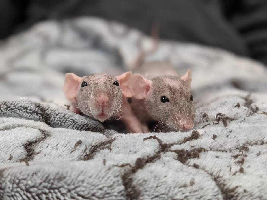 Image principale de l'article SPCA: des ratounets se cherchent un foyer douillet