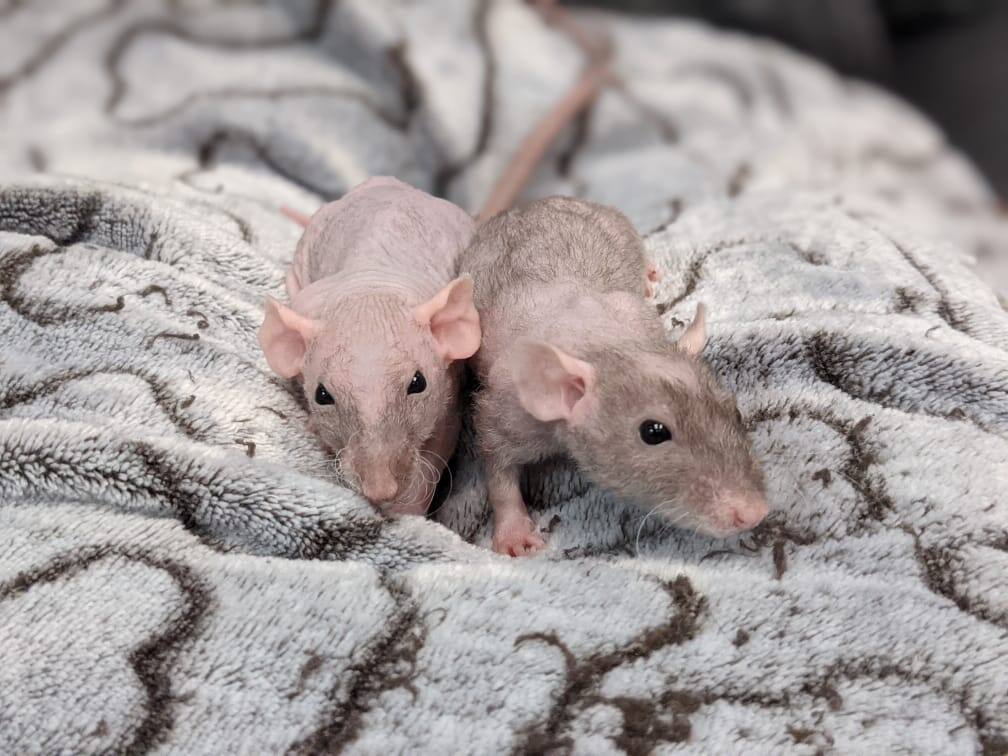Spca Des Ratounets Se Cherchent Un Foyer Douillet Salut Bonjour