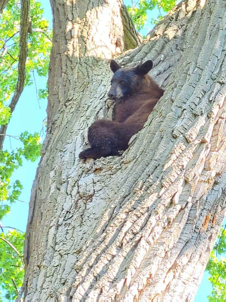 L'ours de Dorval euthanasié | TVA Nouvelles - Vimarsana News